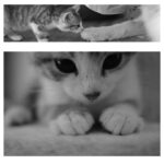 Chloé Hayden Instagram - Two months with our surprise wedding rescue kittens 🐱 The four raggedy, terrified, feral little kittens we found under a shed on our wedding day have grown into the most loving, lively, sweet little darlings in the world; Woolbrook (named after our venue) thinks he’s part dog, part human; he only eats with the dogs, wags his tail, follows his big dog brother around like a shadow, will sit on your shoulder and watch intensely if the telly is on, has a personal vengeance against house plants and absolutely must start and finish every day by cuddling you with both paws wrapped around your neck; Freja (named after the Nordic Goddess of Love; and also, a tradition in which the bride is given a cat on her wedding day!) is becoming more and more confident every day, and absolutely loves a snuggle, trying to beat her personal best of fanging it from one end of the house to the other, and is teaching her big sister Beatrix (who was previously our only cat, and has quite severe PTSD from an accident that left her with 3 legs before we adopted her) that other cats aren’t so bad; Beatrix will now even let Freja nap on her bed with her and share her food 🥺 (Mama and Papa took the other two kittens, who are also thriving now and, after having found them at our Disney themed wedding, have been rightfully named Lilo and Stitch) Our home is a riot of lil paws everywhere and my heart is so so so full