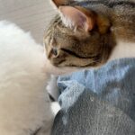 Chloe So Instagram – 中秋節快樂🐱
@hahakirac 到訪
可以幫我同皮皮影親子相🥲
#這段感情只有我在付出