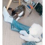 Chloe So Instagram – 中秋節快樂🐱
@hahakirac 到訪
可以幫我同皮皮影親子相🥲
#這段感情只有我在付出