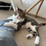 Chloe So Instagram – 中秋節快樂🐱
@hahakirac 到訪
可以幫我同皮皮影親子相🥲
#這段感情只有我在付出