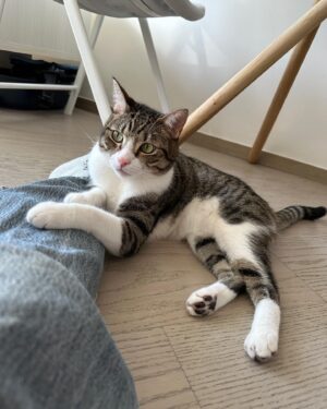 Chloe So Instagram - 中秋節快樂🐱
@hahakirac 到訪
可以幫我同皮皮影親子相🥲
#這段感情只有我在付出
