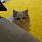 Cho Ha-seul Instagram -