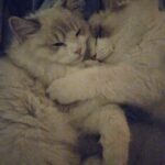 Cho Ha-seul Instagram -