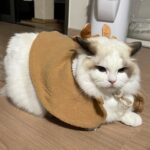 Cho Ha-seul Instagram -