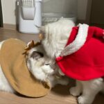 Cho Ha-seul Instagram -