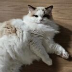 Cho Ha-seul Instagram -