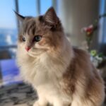 Cho Ha-seul Instagram -