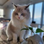 Cho Ha-seul Instagram -