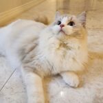 Cho Ha-seul Instagram -