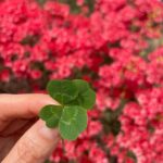 Choi Ji-woo Instagram - Good luck to everyone 🍀