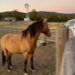 Christa Miller Instagram - Guess what else is @skydogsanctuary ????? Beautiful Agates!!!! Never leaving. 🐎🐎🐎