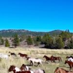 Christa Miller Instagram - I’m thrilled to introduce to you a few of @skydogsanctuary’s wild mustangs 🐴 Being surrounded by these incredible animals was nothing short of spectacular!