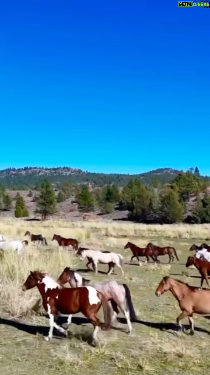 Christa Miller Instagram - I’m thrilled to introduce to you a few of @skydogsanctuary’s wild mustangs 🐴 Being surrounded by these incredible animals was nothing short of spectacular!