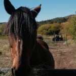 Christa Miller Instagram - #SkydogRanch is a forever home for wild mustangs and burros who have ended up in horrible and dangerous situations - at kill pens, at auctions, or in unloving homes where they have often been starved and neglected. They have locations in Malibu California as well as a 9,000-acre ranch near Bend, Oregon. It was an incredible experience to visit their Oregon location earlier this month and I'm so excited to share that I've officially joined the board of directors!!! @skydogsanctuary is led by my friend, Clare Staples and I'm thrilled to join her on a mission to rescue at-risk mustangs and burros across America and reunite families torn apart during brutal roundups. All of the wild horses and burros that are at Skydog are treated with the utmost kindness and respect. They leave in peace the ones who want to be left alone and give others the love and compassion that they have not experienced from people before.