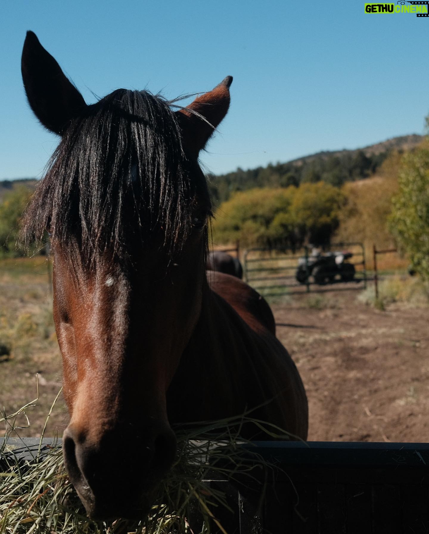 Christa Miller Instagram - #SkydogRanch is a forever home for wild mustangs and burros who have ended up in horrible and dangerous situations - at kill pens, at auctions, or in unloving homes where they have often been starved and neglected. They have locations in Malibu California as well as a 9,000-acre ranch near Bend, Oregon. It was an incredible experience to visit their Oregon location earlier this month and I'm so excited to share that I've officially joined the board of directors!!! @skydogsanctuary is led by my friend, Clare Staples and I'm thrilled to join her on a mission to rescue at-risk mustangs and burros across America and reunite families torn apart during brutal roundups. All of the wild horses and burros that are at Skydog are treated with the utmost kindness and respect. They leave in peace the ones who want to be left alone and give others the love and compassion that they have not experienced from people before.