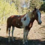 Christa Miller Instagram - #SkydogRanch is a forever home for wild mustangs and burros who have ended up in horrible and dangerous situations - at kill pens, at auctions, or in unloving homes where they have often been starved and neglected. They have locations in Malibu California as well as a 9,000-acre ranch near Bend, Oregon. It was an incredible experience to visit their Oregon location earlier this month and I'm so excited to share that I've officially joined the board of directors!!! @skydogsanctuary is led by my friend, Clare Staples and I'm thrilled to join her on a mission to rescue at-risk mustangs and burros across America and reunite families torn apart during brutal roundups. All of the wild horses and burros that are at Skydog are treated with the utmost kindness and respect. They leave in peace the ones who want to be left alone and give others the love and compassion that they have not experienced from people before.