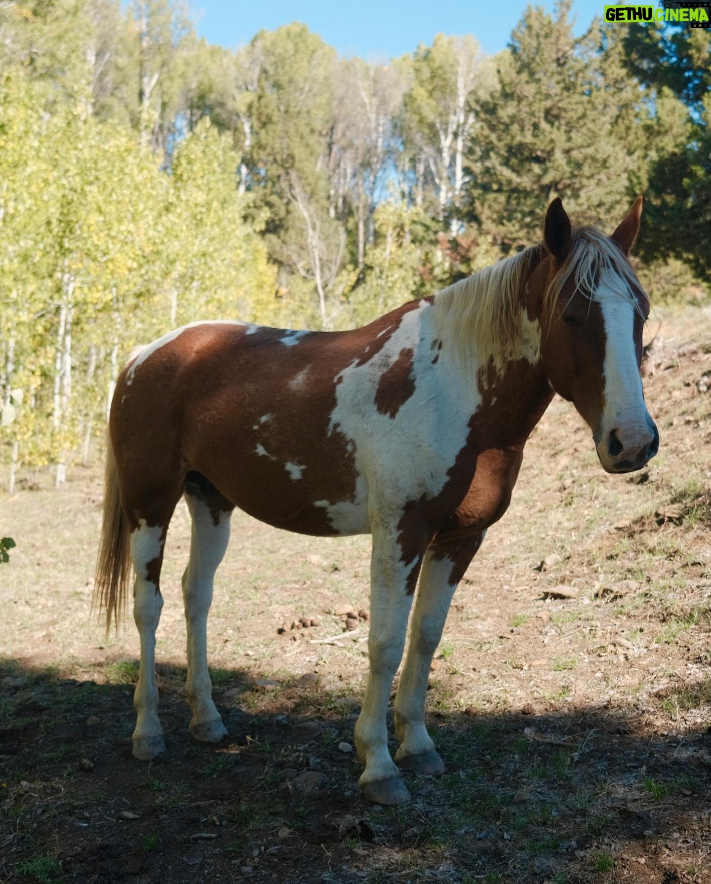 Christa Miller Instagram - #SkydogRanch is a forever home for wild mustangs and burros who have ended up in horrible and dangerous situations - at kill pens, at auctions, or in unloving homes where they have often been starved and neglected. They have locations in Malibu California as well as a 9,000-acre ranch near Bend, Oregon. It was an incredible experience to visit their Oregon location earlier this month and I'm so excited to share that I've officially joined the board of directors!!! @skydogsanctuary is led by my friend, Clare Staples and I'm thrilled to join her on a mission to rescue at-risk mustangs and burros across America and reunite families torn apart during brutal roundups. All of the wild horses and burros that are at Skydog are treated with the utmost kindness and respect. They leave in peace the ones who want to be left alone and give others the love and compassion that they have not experienced from people before.