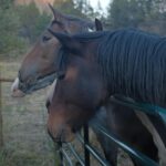 Christa Miller Instagram - #SkydogRanch is a forever home for wild mustangs and burros who have ended up in horrible and dangerous situations - at kill pens, at auctions, or in unloving homes where they have often been starved and neglected. They have locations in Malibu California as well as a 9,000-acre ranch near Bend, Oregon. It was an incredible experience to visit their Oregon location earlier this month and I'm so excited to share that I've officially joined the board of directors!!! @skydogsanctuary is led by my friend, Clare Staples and I'm thrilled to join her on a mission to rescue at-risk mustangs and burros across America and reunite families torn apart during brutal roundups. All of the wild horses and burros that are at Skydog are treated with the utmost kindness and respect. They leave in peace the ones who want to be left alone and give others the love and compassion that they have not experienced from people before.