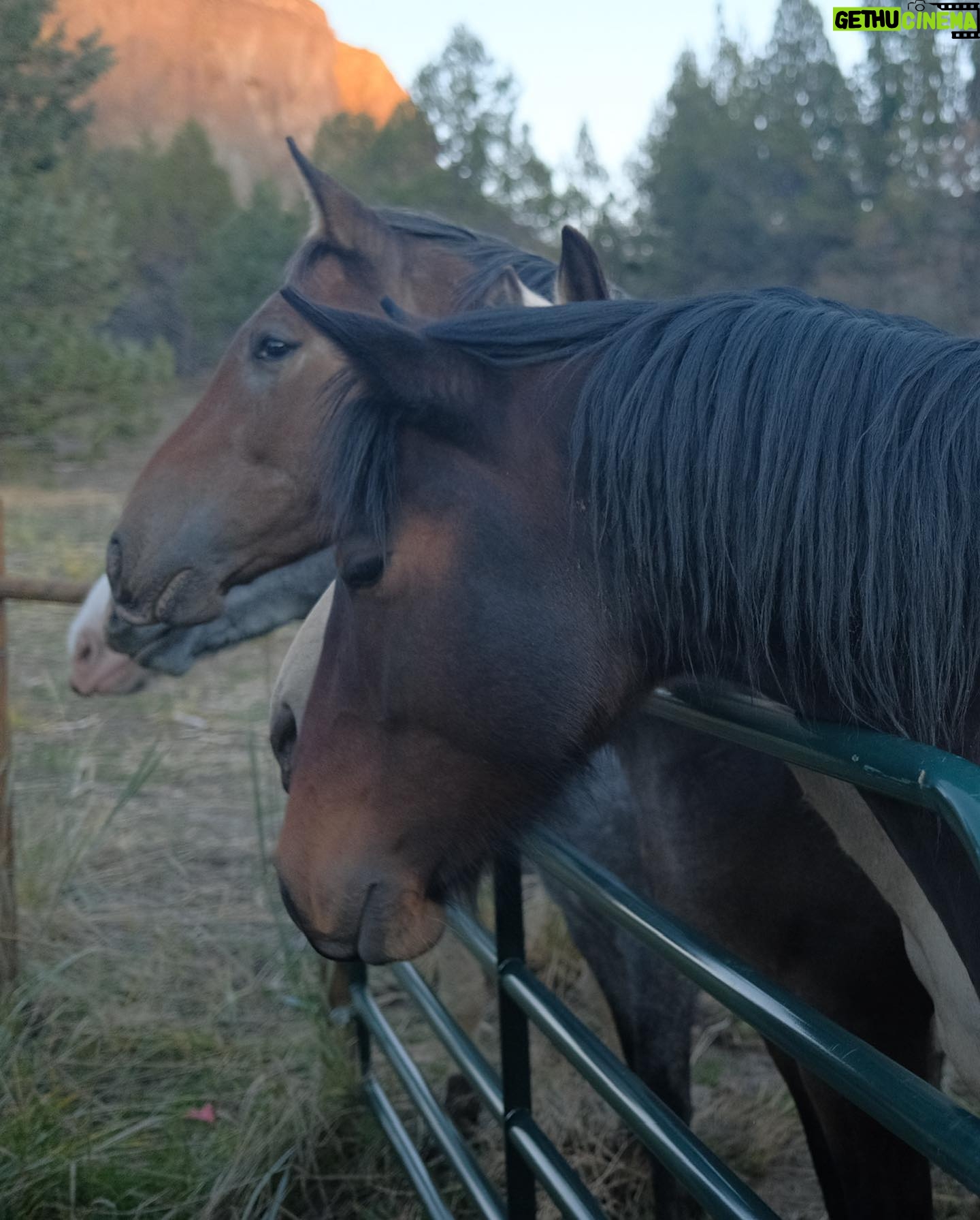 Christa Miller Instagram - #SkydogRanch is a forever home for wild mustangs and burros who have ended up in horrible and dangerous situations - at kill pens, at auctions, or in unloving homes where they have often been starved and neglected. They have locations in Malibu California as well as a 9,000-acre ranch near Bend, Oregon. It was an incredible experience to visit their Oregon location earlier this month and I'm so excited to share that I've officially joined the board of directors!!! @skydogsanctuary is led by my friend, Clare Staples and I'm thrilled to join her on a mission to rescue at-risk mustangs and burros across America and reunite families torn apart during brutal roundups. All of the wild horses and burros that are at Skydog are treated with the utmost kindness and respect. They leave in peace the ones who want to be left alone and give others the love and compassion that they have not experienced from people before.