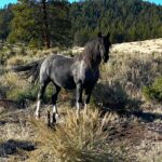 Christa Miller Instagram - #SkydogRanch is a forever home for wild mustangs and burros who have ended up in horrible and dangerous situations - at kill pens, at auctions, or in unloving homes where they have often been starved and neglected. They have locations in Malibu California as well as a 9,000-acre ranch near Bend, Oregon. It was an incredible experience to visit their Oregon location earlier this month and I'm so excited to share that I've officially joined the board of directors!!! @skydogsanctuary is led by my friend, Clare Staples and I'm thrilled to join her on a mission to rescue at-risk mustangs and burros across America and reunite families torn apart during brutal roundups. All of the wild horses and burros that are at Skydog are treated with the utmost kindness and respect. They leave in peace the ones who want to be left alone and give others the love and compassion that they have not experienced from people before.
