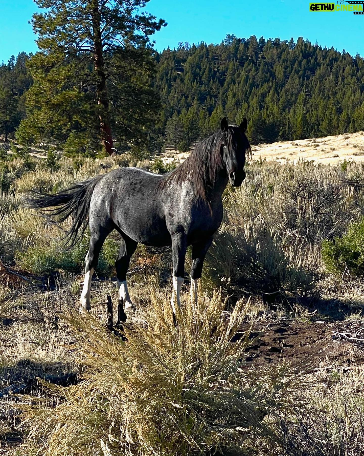 Christa Miller Instagram - #SkydogRanch is a forever home for wild mustangs and burros who have ended up in horrible and dangerous situations - at kill pens, at auctions, or in unloving homes where they have often been starved and neglected. They have locations in Malibu California as well as a 9,000-acre ranch near Bend, Oregon. It was an incredible experience to visit their Oregon location earlier this month and I'm so excited to share that I've officially joined the board of directors!!! @skydogsanctuary is led by my friend, Clare Staples and I'm thrilled to join her on a mission to rescue at-risk mustangs and burros across America and reunite families torn apart during brutal roundups. All of the wild horses and burros that are at Skydog are treated with the utmost kindness and respect. They leave in peace the ones who want to be left alone and give others the love and compassion that they have not experienced from people before.