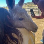 Christa Miller Instagram - #SkydogRanch is a forever home for wild mustangs and burros who have ended up in horrible and dangerous situations - at kill pens, at auctions, or in unloving homes where they have often been starved and neglected. They have locations in Malibu California as well as a 9,000-acre ranch near Bend, Oregon. It was an incredible experience to visit their Oregon location earlier this month and I'm so excited to share that I've officially joined the board of directors!!! @skydogsanctuary is led by my friend, Clare Staples and I'm thrilled to join her on a mission to rescue at-risk mustangs and burros across America and reunite families torn apart during brutal roundups. All of the wild horses and burros that are at Skydog are treated with the utmost kindness and respect. They leave in peace the ones who want to be left alone and give others the love and compassion that they have not experienced from people before.