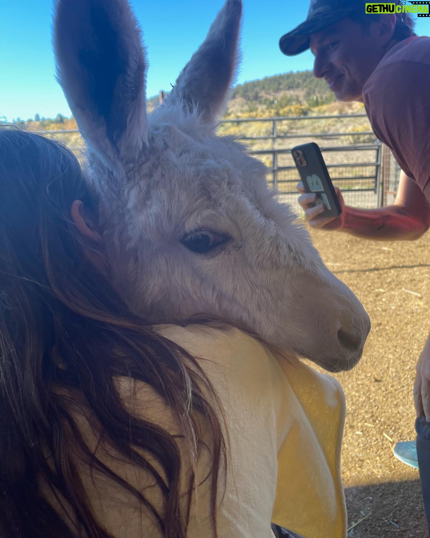 Christa Miller Instagram - #SkydogRanch is a forever home for wild mustangs and burros who have ended up in horrible and dangerous situations - at kill pens, at auctions, or in unloving homes where they have often been starved and neglected. They have locations in Malibu California as well as a 9,000-acre ranch near Bend, Oregon. It was an incredible experience to visit their Oregon location earlier this month and I'm so excited to share that I've officially joined the board of directors!!! @skydogsanctuary is led by my friend, Clare Staples and I'm thrilled to join her on a mission to rescue at-risk mustangs and burros across America and reunite families torn apart during brutal roundups. All of the wild horses and burros that are at Skydog are treated with the utmost kindness and respect. They leave in peace the ones who want to be left alone and give others the love and compassion that they have not experienced from people before.