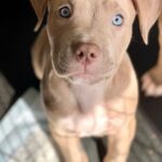 Christa Miller Instagram - Meet Nico! He’s my 🐶 nephew who I rescued and who stayed with me for a few days before he went to his forever home with my brother. But, Nico always remembered who had him first and goes wild whenever I come to visit ❤️
