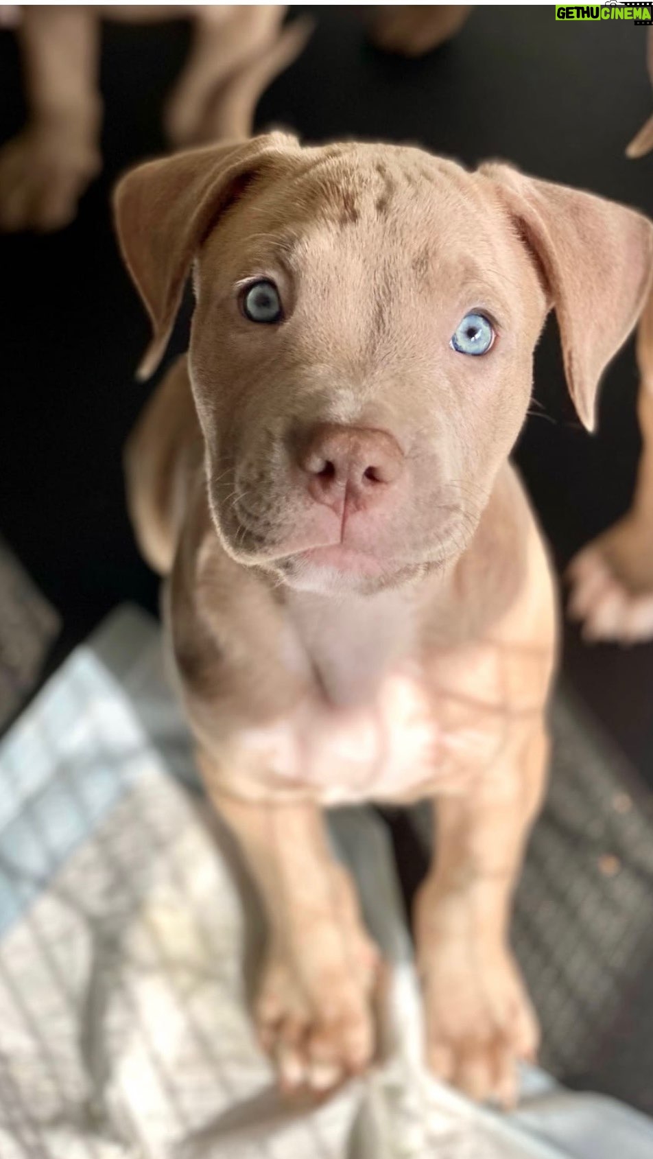 Christa Miller Instagram - Meet Nico! He’s my 🐶 nephew who I rescued and who stayed with me for a few days before he went to his forever home with my brother. But, Nico always remembered who had him first and goes wild whenever I come to visit ❤️