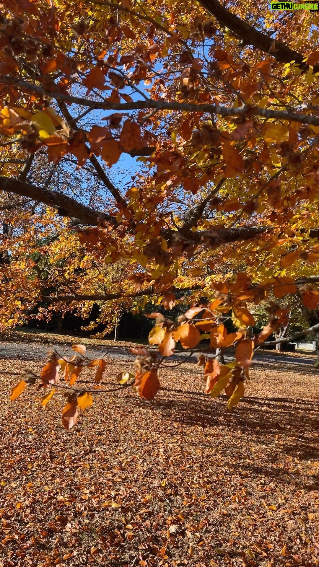 Christina Chang Instagram - We can go into the weekend dancing like these trees ππ»πΊπ» And then, back to work πͺπ½π« #gratitude #sagaftra #work