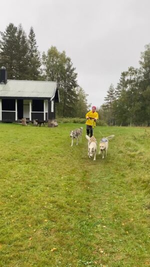 Christine Koht Instagram - I dag prøvde jeg å løpe med 3 ulver i skogen,men det var litt mye, så jeg gikk rett på trynet. Målet mitt er nemlig å løpe med 5 ulver.