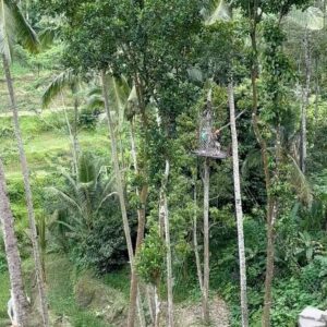 Ciara Riley Wilson Instagram - spent a week in bali & my bloodstream is 50% bintang and 50% mie goreng #bintang