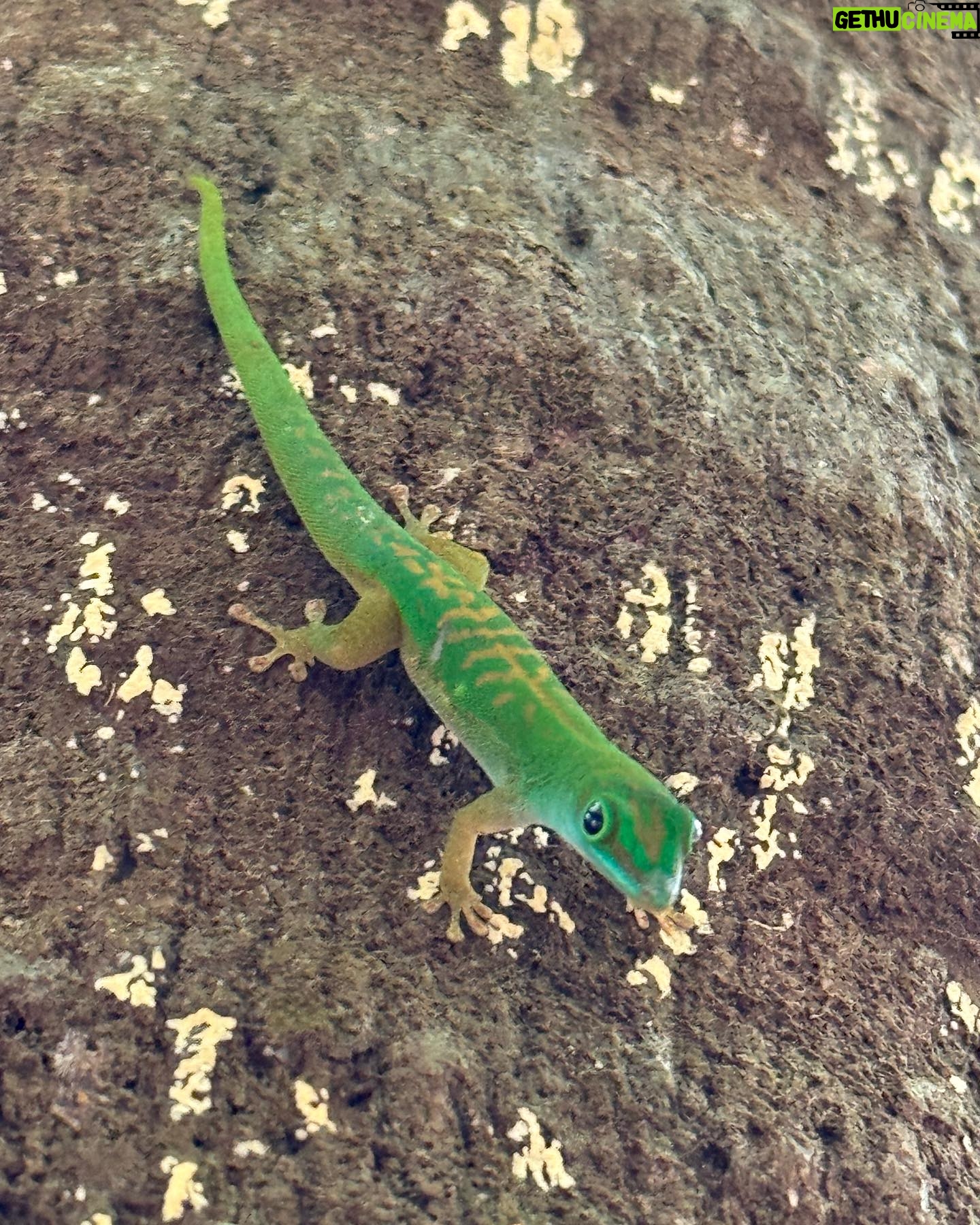 Cindy Poumeyrol Instagram - Paradis sur terre - les Seychelles Complètement sous le charme de Praslin, et amoureuse de la Digue. Merci encore @fairmoove . Très heureuse d’avoir intégré le programme Testeur de voyage. Dernier jour pour vous inscrire et vivre l’expérience de Testeur de voyage. Rdv sur le site Fairmoove 😎 Invitation