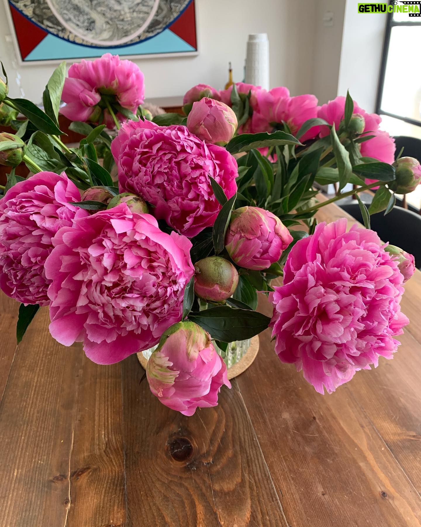 Claire Forlani Instagram - Daily moment of happiness with flowers, I find ππΈπ