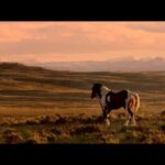 Claire Forlani Instagram - #documentary #wildbeauty #freewildhorses #IStandWithWildHorses