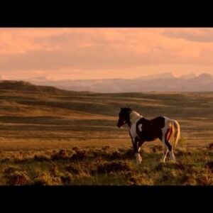 Claire Forlani Instagram - #documentary #wildbeauty #freewildhorses #IStandWithWildHorses