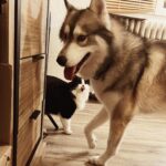 Claire Tomek Instagram – LE RETOUR 😼
Quelle histoire incroyable quand même.. pour ceux qui ont raté la story je vous raconte ! 

Mon chat avait disparu depuis une semaine. J’avais réussi à le garder « enfermé » après l’emménagement mais comme il a l’habitude d’être dehors plus qu’à l’intérieur ça frôlait la séquestration et il a profité d’une porte qui s’entrouvre pour aller dehors. 

J’ai mis la litière dehors, avec des croquettes. Pire que les poules j’appelais aux aurores et au coucher du soleil 😂 
Affichettes, annonces bref la totale ! Le gars était recherché partout .. 

Étant de nature très cartésienne, on m’avait déjà parlé de la communication animale mais je dois avouer que j’y croyais pas trop .. pour moi y’a que Dr Doolitle qui parle aux animaux 😅
Pas mal d’entre vous m’ont dit qu’apparemment ça pouvait marcher alors je me suis dit « au pire Martial me dira encore que je suis un peu chtarbé et que là j’ai touché le fond » 🤷🏻‍♀️

Je contacte une dame super gentille qui me demande une photo du chat et de la nouvelle maison pour lui « projeter » et lui dire de rentrer .. ÇA PARAÎT FOU JE SUIS D’ACCORD mais attendez ! 
Elle me dit que mon chat n’est pas loin, qu’il n’est pas en situation d’inconfort ( froid faim blessure) et qu’il lui a montré ce qu’il y’avait autour de lui. 
Là elle me décrit la piscine ( jusqu’au détail de la bâche mal mise ) et la haie du voisin ( invisible sur la photo que j’ai envoyé) 
Bon je suis un peu sur le 🍑 
Encore 2 jours passent et toujours rien même en faisant le tour de la ville et en l’appelant. 

Là elle me dit « attendez je vais essayer de connecter votre chien et votre chat ( comme des tamagoshi 😂) et essayer d’encourager votre chien à trouver votre chat dehors »
Je lui dis que ça me parait impossible vu que ROX a sûrement plus peur de l’extérieur que le chat actuellement 😓 mais elle m’assure qu’il est hyper content qu’on lui confie cette mission et qu’il faut lui faire confiance. 
Trop bizarre ROX me demande à sortir 5/6 fois dans la soirée chose qu’il ne fait jamais ! Et à 1h du mat il aboie et gémit en s’excitant sur la haie du voisin .. et la .. Billy boss ! 
Alors coïncidence ou pas ? Moi j’y crois de ouf maintenant. 

Et vous ?