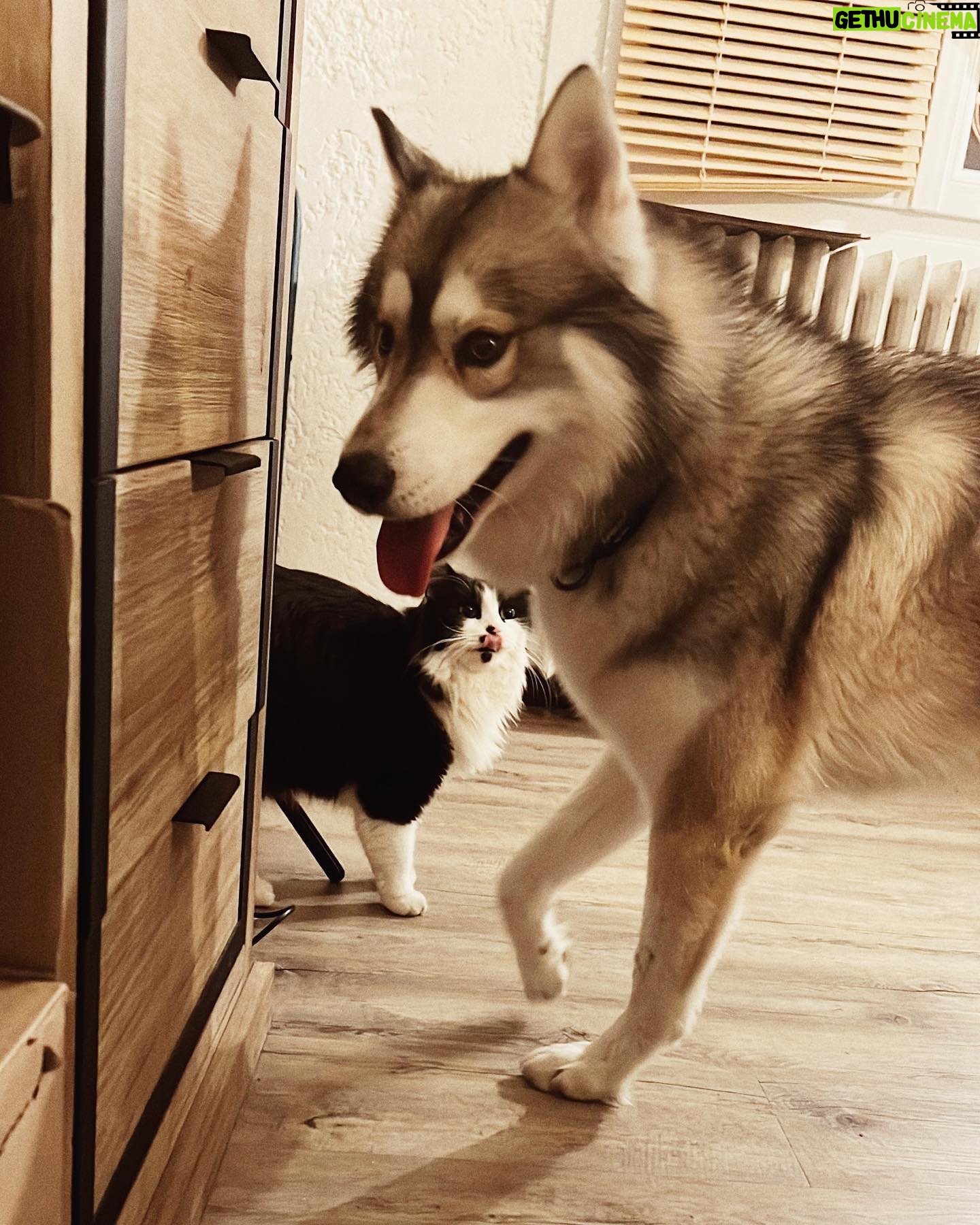 Claire Tomek - 9.9K Likes - LE RETOUR 😼
Quelle histoire incroyable quand même.. pour ceux qui ont raté la story je vous raconte !
Mon chat avait disparu depuis une semaine. J’avais réussi à le garder « enfermé » après l’emménagement mais comme il a l’habitude d’être dehors plus qu’à l’intérieur ça frôlait la séquestration et il a profité d’une porte qui s’entrouvre pour aller dehors.
J’ai mis la litière dehors, avec des croquettes. Pire que les poules j’appelais aux aurores et au coucher du soleil 😂
Affichettes, annonces bref la totale ! Le gars était recherché partout ..
Étant de nature très cartésienne, on m’avait déjà parlé de la communication animale mais je dois avouer que j’y croyais pas trop .. pour moi y’a que Dr Doolitle qui parle aux animaux 😅
Pas mal d’entre vous m’ont dit qu’apparemment ça pouvait marcher alors je me suis dit « au pire Martial me dira encore que je suis un peu chtarbé et que là j’ai touché le fond » 🤷🏻♀️
Je contacte une dame super gentille qui me demande une photo du chat et de la nouvelle maison pour lui « projeter » et lui dire de rentrer .. ÇA PARAÎT FOU JE SUIS D’ACCORD mais attendez !
Elle me dit que mon chat n’est pas loin, qu’il n’est pas en situation d’inconfort ( froid faim blessure) et qu’il lui a montré ce qu’il y’avait autour de lui.
Là elle me décrit la piscine ( jusqu’au détail de la bâche mal mise ) et la haie du voisin ( invisible sur la photo que j’ai envoyé)
Bon je suis un peu sur le 🍑
Encore 2 jours passent et toujours rien même en faisant le tour de la ville et en l’appelant.
Là elle me dit « attendez je vais essayer de connecter votre chien et votre chat ( comme des tamagoshi 😂) et essayer d’encourager votre chien à trouver votre chat dehors »
Je lui dis que ça me parait impossible vu que ROX a sûrement plus peur de l’extérieur que le chat actuellement 😓 mais elle m’assure qu’il est hyper content qu’on lui confie cette mission et qu’il faut lui faire confiance.
Trop bizarre ROX me demande à sortir 5/6 fois dans la soirée chose qu’il ne fait jamais ! Et à 1h du mat il aboie et gémit en s’excitant sur la haie du voisin .. et la .. Billy boss !
Alors coïncidence ou pas ? Moi j’y crois de ouf maintenant.
Et vous ?