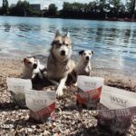 Claire Tomek Instagram - 🚨A GAGNER UN LOT DE CROQUETTES, PÂTÉS ET FRIANDISES de la marque Wolf Of Wilderness ! 🚨 On les aime mais on sait que ça coûte un bras la nourriture de qualité.. malheureusement je peux pas participer à mon propre jeu concours 😂 mais je peux vous faire gagner un lot sympa merci @zooplus_fr ! 3 sec top chrono pour participer et une chance d’économiser de la moula 😂 ✅Il faut juste suivre @zooplus_fr et moi même ✅ commenter en mettant la race de votre chien 👉🏻 l’astuce de l’escroc pour les concours : si tu tagues quelqu’un du coup et qu’il commente t’as 2 fois plus de chance de gagner et ainsi de suite Tirage au sort dimanche 🤝
