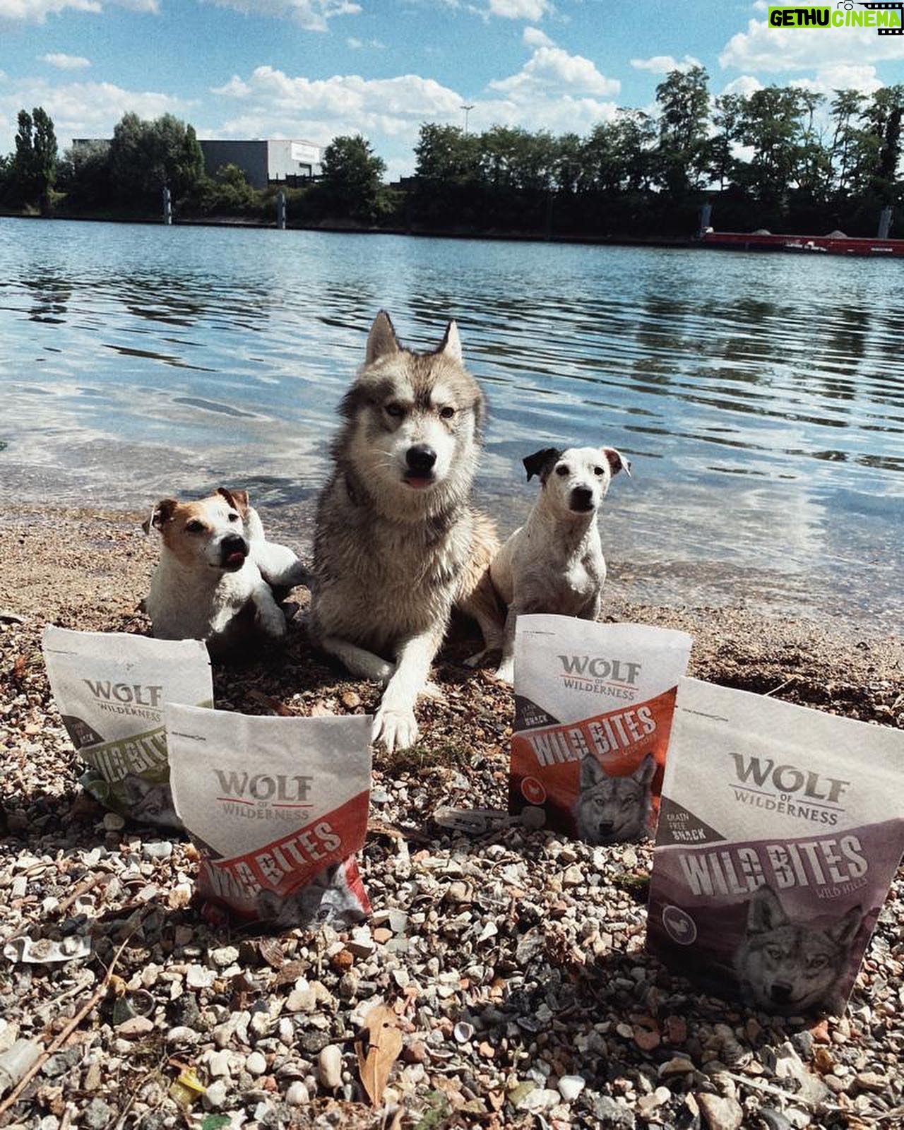 Claire Tomek Instagram - đšA GAGNER UN LOT DE CROQUETTES, PĂTĂS ET FRIANDISES de la marque Wolf Of Wilderness ! đš On les aime mais on sait que ça coĂ»te un bras la nourriture de qualitĂ©.. malheureusement je peux pas participer Ă mon propre jeu concours đ mais je peux vous faire gagner un lot sympa merci @zooplus_fr ! 3 sec top chrono pour participer et une chance dâĂ©conomiser de la moula đ â
Il faut juste suivre @zooplus_fr et moi mĂȘme â
commenter en mettant la race de votre chien đđ» lâastuce de lâescroc pour les concours : si tu tagues quelquâun du coup et quâil commente tâas 2 fois plus de chance de gagner et ainsi de suite Tirage au sort dimanche đ€