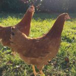 Claire Tomek Instagram – A peine une semaine qu’il est officiellement bordelais, il m’a déjà ramené deux poulettes à la maison ! 😂

#MARTIALFERMIER #COUCOULESFILLES #POUPOULE&MERCOTTE