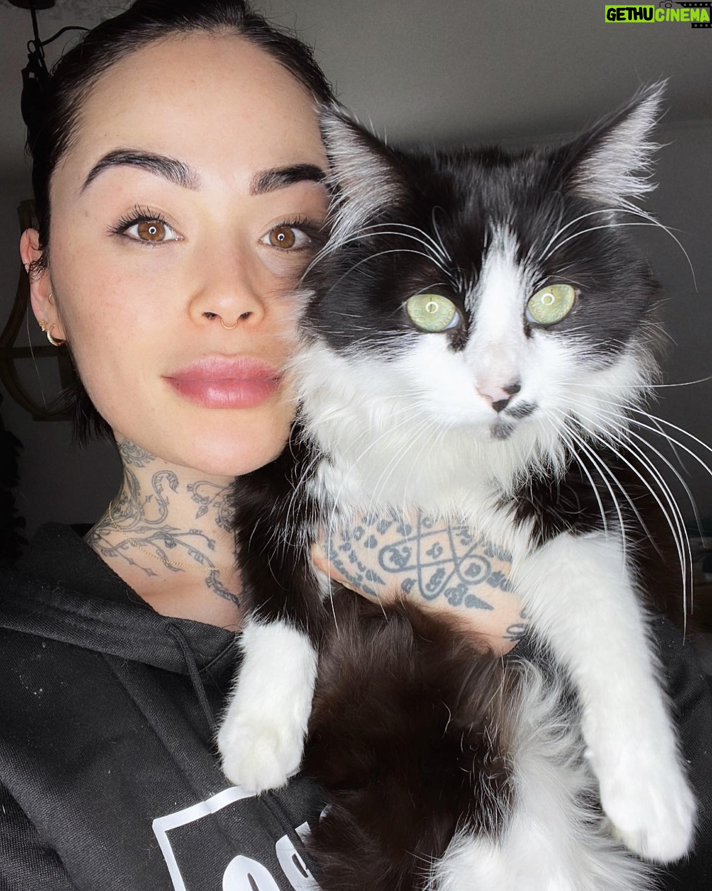 Claire Tomek - 9.9K Likes - LE RETOUR 😼
Quelle histoire incroyable quand même.. pour ceux qui ont raté la story je vous raconte !
Mon chat avait disparu depuis une semaine. J’avais réussi à le garder « enfermé » après l’emménagement mais comme il a l’habitude d’être dehors plus qu’à l’intérieur ça frôlait la séquestration et il a profité d’une porte qui s’entrouvre pour aller dehors.
J’ai mis la litière dehors, avec des croquettes. Pire que les poules j’appelais aux aurores et au coucher du soleil 😂
Affichettes, annonces bref la totale ! Le gars était recherché partout ..
Étant de nature très cartésienne, on m’avait déjà parlé de la communication animale mais je dois avouer que j’y croyais pas trop .. pour moi y’a que Dr Doolitle qui parle aux animaux 😅
Pas mal d’entre vous m’ont dit qu’apparemment ça pouvait marcher alors je me suis dit « au pire Martial me dira encore que je suis un peu chtarbé et que là j’ai touché le fond » 🤷🏻♀️
Je contacte une dame super gentille qui me demande une photo du chat et de la nouvelle maison pour lui « projeter » et lui dire de rentrer .. ÇA PARAÎT FOU JE SUIS D’ACCORD mais attendez !
Elle me dit que mon chat n’est pas loin, qu’il n’est pas en situation d’inconfort ( froid faim blessure) et qu’il lui a montré ce qu’il y’avait autour de lui.
Là elle me décrit la piscine ( jusqu’au détail de la bâche mal mise ) et la haie du voisin ( invisible sur la photo que j’ai envoyé)
Bon je suis un peu sur le 🍑
Encore 2 jours passent et toujours rien même en faisant le tour de la ville et en l’appelant.
Là elle me dit « attendez je vais essayer de connecter votre chien et votre chat ( comme des tamagoshi 😂) et essayer d’encourager votre chien à trouver votre chat dehors »
Je lui dis que ça me parait impossible vu que ROX a sûrement plus peur de l’extérieur que le chat actuellement 😓 mais elle m’assure qu’il est hyper content qu’on lui confie cette mission et qu’il faut lui faire confiance.
Trop bizarre ROX me demande à sortir 5/6 fois dans la soirée chose qu’il ne fait jamais ! Et à 1h du mat il aboie et gémit en s’excitant sur la haie du voisin .. et la .. Billy boss !
Alors coïncidence ou pas ? Moi j’y crois de ouf maintenant.
Et vous ?