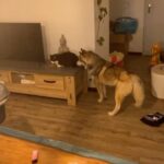 Claire Tomek Instagram – LE RETOUR 😼
Quelle histoire incroyable quand même.. pour ceux qui ont raté la story je vous raconte ! 

Mon chat avait disparu depuis une semaine. J’avais réussi à le garder « enfermé » après l’emménagement mais comme il a l’habitude d’être dehors plus qu’à l’intérieur ça frôlait la séquestration et il a profité d’une porte qui s’entrouvre pour aller dehors. 

J’ai mis la litière dehors, avec des croquettes. Pire que les poules j’appelais aux aurores et au coucher du soleil 😂 
Affichettes, annonces bref la totale ! Le gars était recherché partout .. 

Étant de nature très cartésienne, on m’avait déjà parlé de la communication animale mais je dois avouer que j’y croyais pas trop .. pour moi y’a que Dr Doolitle qui parle aux animaux 😅
Pas mal d’entre vous m’ont dit qu’apparemment ça pouvait marcher alors je me suis dit « au pire Martial me dira encore que je suis un peu chtarbé et que là j’ai touché le fond » 🤷🏻‍♀️

Je contacte une dame super gentille qui me demande une photo du chat et de la nouvelle maison pour lui « projeter » et lui dire de rentrer .. ÇA PARAÎT FOU JE SUIS D’ACCORD mais attendez ! 
Elle me dit que mon chat n’est pas loin, qu’il n’est pas en situation d’inconfort ( froid faim blessure) et qu’il lui a montré ce qu’il y’avait autour de lui. 
Là elle me décrit la piscine ( jusqu’au détail de la bâche mal mise ) et la haie du voisin ( invisible sur la photo que j’ai envoyé) 
Bon je suis un peu sur le 🍑 
Encore 2 jours passent et toujours rien même en faisant le tour de la ville et en l’appelant. 

Là elle me dit « attendez je vais essayer de connecter votre chien et votre chat ( comme des tamagoshi 😂) et essayer d’encourager votre chien à trouver votre chat dehors »
Je lui dis que ça me parait impossible vu que ROX a sûrement plus peur de l’extérieur que le chat actuellement 😓 mais elle m’assure qu’il est hyper content qu’on lui confie cette mission et qu’il faut lui faire confiance. 
Trop bizarre ROX me demande à sortir 5/6 fois dans la soirée chose qu’il ne fait jamais ! Et à 1h du mat il aboie et gémit en s’excitant sur la haie du voisin .. et la .. Billy boss ! 
Alors coïncidence ou pas ? Moi j’y crois de ouf maintenant. 

Et vous ?