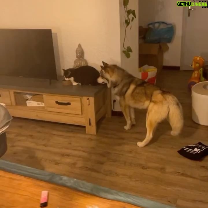 Claire Tomek - 9.9K Likes - LE RETOUR 😼
Quelle histoire incroyable quand même.. pour ceux qui ont raté la story je vous raconte !
Mon chat avait disparu depuis une semaine. J’avais réussi à le garder « enfermé » après l’emménagement mais comme il a l’habitude d’être dehors plus qu’à l’intérieur ça frôlait la séquestration et il a profité d’une porte qui s’entrouvre pour aller dehors.
J’ai mis la litière dehors, avec des croquettes. Pire que les poules j’appelais aux aurores et au coucher du soleil 😂
Affichettes, annonces bref la totale ! Le gars était recherché partout ..
Étant de nature très cartésienne, on m’avait déjà parlé de la communication animale mais je dois avouer que j’y croyais pas trop .. pour moi y’a que Dr Doolitle qui parle aux animaux 😅
Pas mal d’entre vous m’ont dit qu’apparemment ça pouvait marcher alors je me suis dit « au pire Martial me dira encore que je suis un peu chtarbé et que là j’ai touché le fond » 🤷🏻♀️
Je contacte une dame super gentille qui me demande une photo du chat et de la nouvelle maison pour lui « projeter » et lui dire de rentrer .. ÇA PARAÎT FOU JE SUIS D’ACCORD mais attendez !
Elle me dit que mon chat n’est pas loin, qu’il n’est pas en situation d’inconfort ( froid faim blessure) et qu’il lui a montré ce qu’il y’avait autour de lui.
Là elle me décrit la piscine ( jusqu’au détail de la bâche mal mise ) et la haie du voisin ( invisible sur la photo que j’ai envoyé)
Bon je suis un peu sur le 🍑
Encore 2 jours passent et toujours rien même en faisant le tour de la ville et en l’appelant.
Là elle me dit « attendez je vais essayer de connecter votre chien et votre chat ( comme des tamagoshi 😂) et essayer d’encourager votre chien à trouver votre chat dehors »
Je lui dis que ça me parait impossible vu que ROX a sûrement plus peur de l’extérieur que le chat actuellement 😓 mais elle m’assure qu’il est hyper content qu’on lui confie cette mission et qu’il faut lui faire confiance.
Trop bizarre ROX me demande à sortir 5/6 fois dans la soirée chose qu’il ne fait jamais ! Et à 1h du mat il aboie et gémit en s’excitant sur la haie du voisin .. et la .. Billy boss !
Alors coïncidence ou pas ? Moi j’y crois de ouf maintenant.
Et vous ?