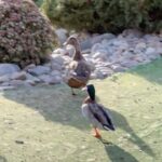 Clara Alvarado Instagram - En las últimas 72 horas han pasado un montón de cosas y aunque estoy cansada no es ninguna queja porque me siento tremendamente afortunada, agradecida y feliz. He grabado un cortometraje con un equipo maravilloso en Madrid. Al terminar la última secuencia, fui directa al aeropuerto para iniciar nuevo viaje y embarcarme en otro proyecto que me tiene muy muy muy ilusionada! En las dos últimas desvelo destino y algo que he visto muy gracioso nada más llegar (es mi llavero, como dato) ✈️🎬🫂🎥😊🙏🏼🥹✌🏼 Y dejo por aquí una cita que escuché el otro día en radio nacional yendo al rodaje y resume bastante bien por qué a veces no paro y cuando todo se junta, aunque me agobie un poco o me canse, jamás pierdo la sonrisa. “Quizá la felicidad no sea tanto hacer lo que uno quiere, sino amar lo que uno hace” feliz finde familia 🤍 os voy contando más en los próximos días :)
