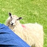 Clara Luciani Instagram - Entre deux Zéniths 🐑🏔…! (Attention, ce carrousel contient un photobomb de mouton de qualité.)
