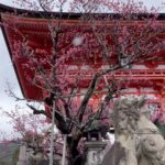 Clare Waight Keller Instagram - Kyoto - all seasons in one weekend - snow and sunshine one of my favourite places in Japan 🇯🇵 #travel #destination #japan #kyoto #spring #Sakura #cherryblossom #nightphotography