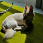 Claudia Kim Instagram - wherever I go, she follows 🐕