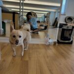 Claudia Kim Instagram - wherever I go, she follows 🐕