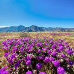 Claudia Zepeda Instagram - 1. Roadtrip 2. Indian Wells tournament 3. Hiking 4. Blooming 💜 5. Una Clau muy feliz. 6. Más flores porque amamos las flores. 7. Las estrellas haciendo lo suyo.
